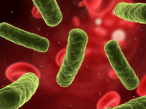 an image of bacteria of the Enterobacter species 